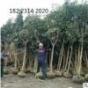 開(kāi)陽(yáng)桂花樹(shù)批發(fā) 5-7公分占地桂花樹(shù) 綠化樹(shù) 園林喬木 南方種植