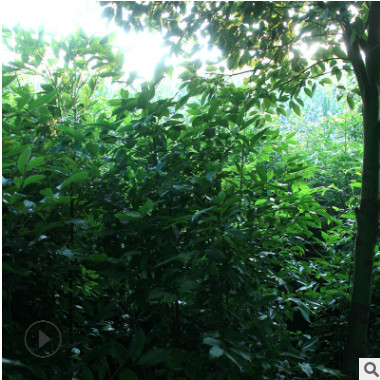 天竺桂種苗 種子 長(zhǎng)期供應(yīng)天竺桂 造林綠化批發(fā)中心 綠化喬木