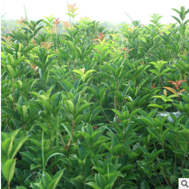 桂花樹(shù)苗沉香桂金桂四季桂八月桂盆栽花卉庭院綠植丹桂苗現(xiàn)貨