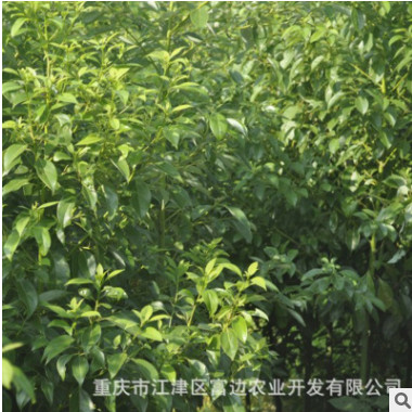 大量出售香樟苗量大從優(yōu) 工程綠化樹(shù)木 香樟樹(shù)苗 高活香樟樹(shù)種苗