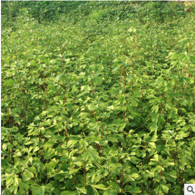 重慶苗木基地批發(fā)銀杏苗 品種齊全綠化植物常綠喬木銀杏樹(shù)苗供應(yīng)
