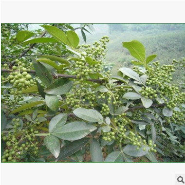 九葉青花椒芽苗 耐旱耐寒花椒樹(shù)苗 園林果樹(shù)基地批發(fā)一年生花椒