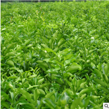 基地直銷各類規(guī)格優(yōu)質(zhì)嫁接紅肉琯溪蜜柚柚子橙子柑橘果樹綠化苗
