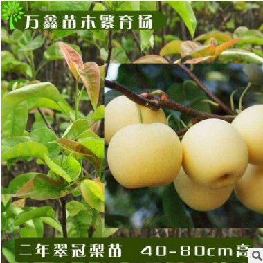 基地大量批發(fā)各類規(guī)格優(yōu)質(zhì)嫁接正宗翠冠六月雪梨果樹梨子綠化樹苗