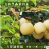 基地大量批發(fā)各類規(guī)格優(yōu)質(zhì)嫁接正宗翠冠六月雪梨果樹梨子綠化樹苗