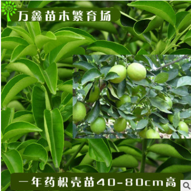 基地直銷各類規(guī)格優(yōu)質(zhì)嫁接藥枳殼苗藥柑柑橘水果橘子果樹綠化樹苗