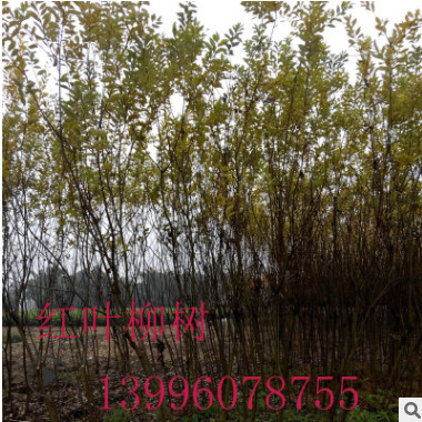 基地直銷紅葉柳樹苗各類規(guī)格優(yōu)質(zhì)果樹苗綠化樹苗品種齊全量大從優(yōu)