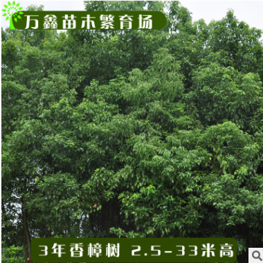 基地直銷各規(guī)格香樟樹樟樹綠化樹優(yōu)質(zhì)柑橘果樹橘子水果樹柚子臍橙