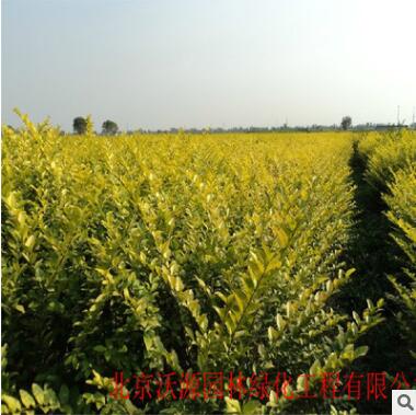 黃楊衛茅金葉女貞苗金葉女貞球金葉女貞籬笆苗袋苗營養缽苗