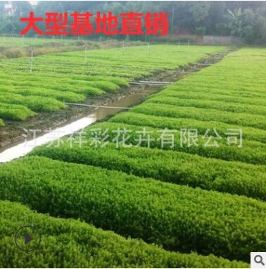 優質佛甲草屋頂綠化專用小區改造防曬隔熱耐寒地被植物