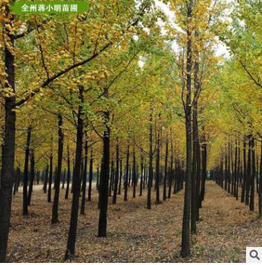 供應銀杏樹 廣西銀杏樹 20-25公分銀杏樹 綠化工程樹 桂林產地