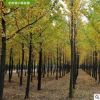 供應銀杏樹 廣西銀杏樹 20-25公分銀杏樹 綠化工程樹 桂林產地