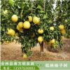 供應柚子樹 叢生香泡柚子樹 香泡樹 廣西桂林產地直發