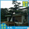 羅漢松價格 福建種植基地批發 羅漢松造型