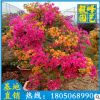 多色三角梅批發 福建基地直銷 多規格供應 量大從優
