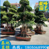 小葉榕價格 小葉榕樁 福建基地直銷 多規格供應