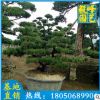 羅漢松批發 福建綠化苗木 日本造型松供應