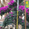福建三角梅種植基地 毅峰園藝 長期供應(yīng)三角梅