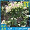 櫻花三角梅批發 水晶白花色三角梅 櫻花粉三角梅盆栽