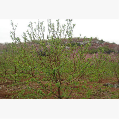 毛桃嫁接桃子苗 批發嫁接桃子苗 優質品種果樹種苗高成活率