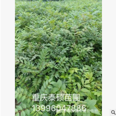 黃柏苗 藥材苗產地直銷批發黃柏苗 大量供應黃柏幼苗 量大從優