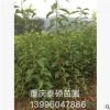 基地直銷批發(fā) 蜂糖李 青脆李 脆紅李各種嫁接李子苗優(yōu)質(zhì)出售