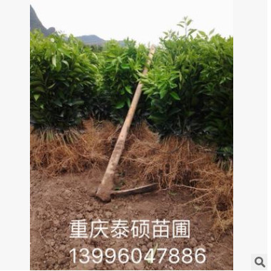 優質果樹苗 紐核兒 嫁接沃柑 基地批發存活率高