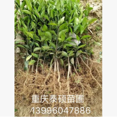 出售優質沃柑苗 果樹苗 基地直銷柑橘苗