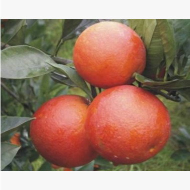 重慶市江津區(qū)果苗批發(fā) 柑橘類新品種之塔羅科血橙 果樹苗木