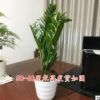 金錢樹搖錢樹室內(nèi)客廳大綠植盆栽盆景花卉吸甲醛觀葉招財植物