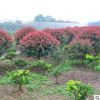 基地直銷紅葉石楠球庭院行道樹綠化樹木紅葉石楠四季常青綠化植物