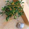 流蘇嫁接 桂花盆栽植物桂花樹金桂八月桂花沉香桂四季桂 四季常青