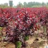 紫葉李樹苗速生紅葉李樹苗南北方庭院工程行道綠化苗木當(dāng)年開花