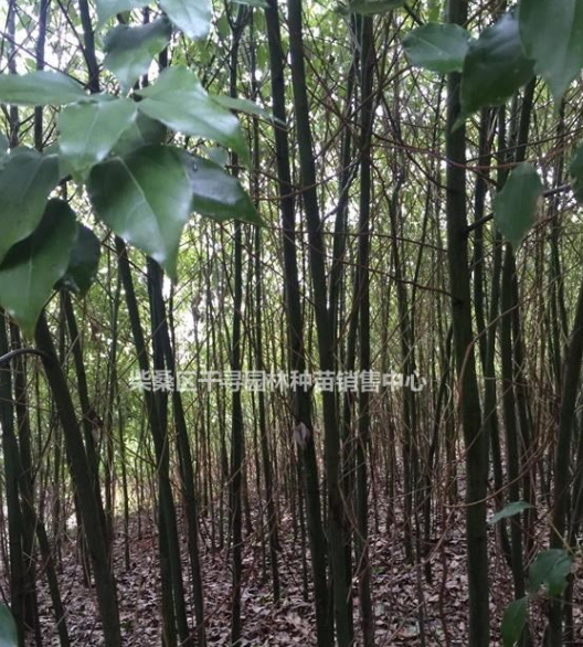 江西香樟小苗，九江香樟樹(shù)苗基地