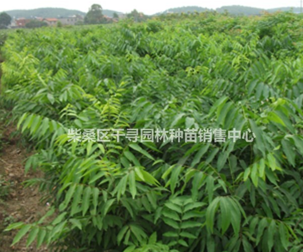 江西九江供應(yīng)無(wú)患子小苗規(guī)格齊全