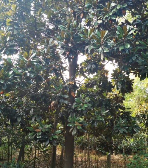 湖北荊州廣玉蘭