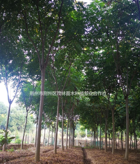 優質特價欒樹 荊州欒樹 湖北欒樹產地直銷