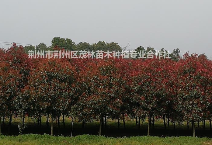 大小規格紅葉石楠基地