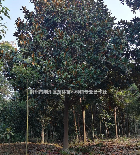 湖北[產品]/湖北廣玉蘭 廣玉蘭基地直銷價格/報價