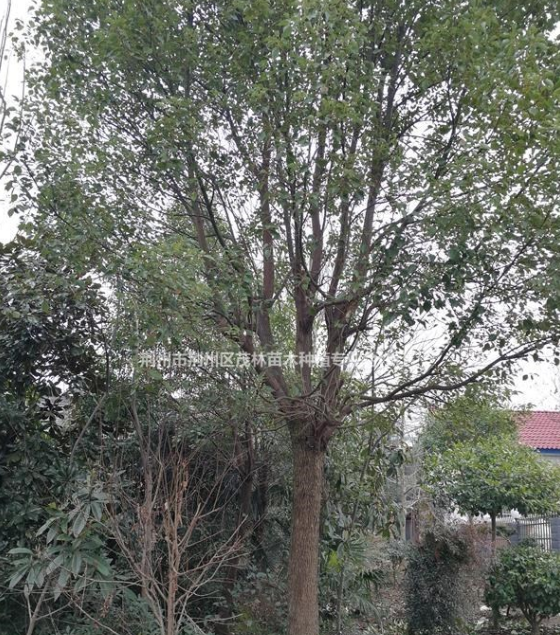 荊州香樟