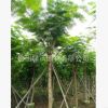 大量供應10-12公分移栽鳳凰木,假植鳳凰木，袋苗鳳凰木