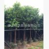 大批量銷售12公分優質香樟樹，精品香樟假植苗，袋裝苗，綠化苗木