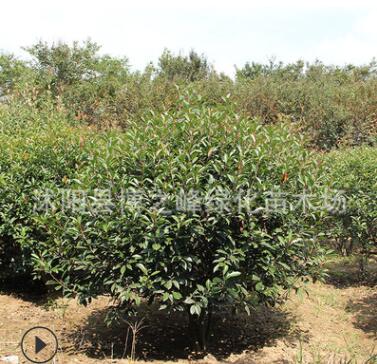 紅葉石楠球批發工程綠化行道色塊苗木高桿紅葉石楠球樹苗