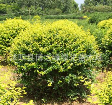 金葉女貞球批發工程綠化苗木色塊綠籬植物金葉女貞球樹苗規格齊全