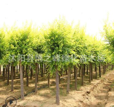 批發金葉榆樹苗工程綠化苗木造型榆樹行道風景中華金葉榆樹