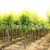 批發金葉榆樹苗工程綠化苗木造型榆樹行道風景中華金葉榆樹