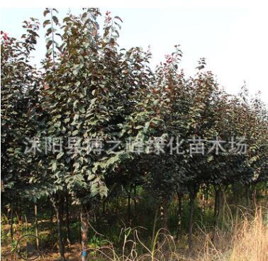紫葉李樹苗批發園林綠化苗木行道點綴美化環境規格齊全速生紅葉李
