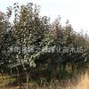 紫葉李樹苗批發園林綠化苗木行道點綴美化環境規格齊全速生紅葉李