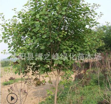 黃櫨樹苗綠化苗木庭院觀賞四季常青凈化空氣規格齊全黃櫨樹苗批發
