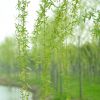 垂柳